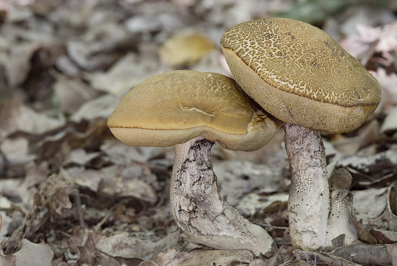 Leccinum crocipodium